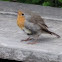 European Robin