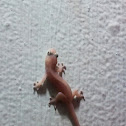 Common House Gecko