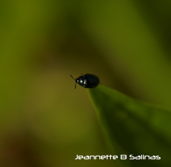 Spotting Image 1