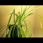 Spider plant