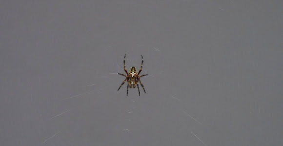 Spotting Image 1