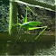 Katydid