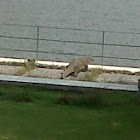 Water Monitor