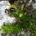 Buttonwood