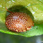 Dotted-lines Leaf Beetle