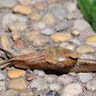 Land Slug / Semi Slug