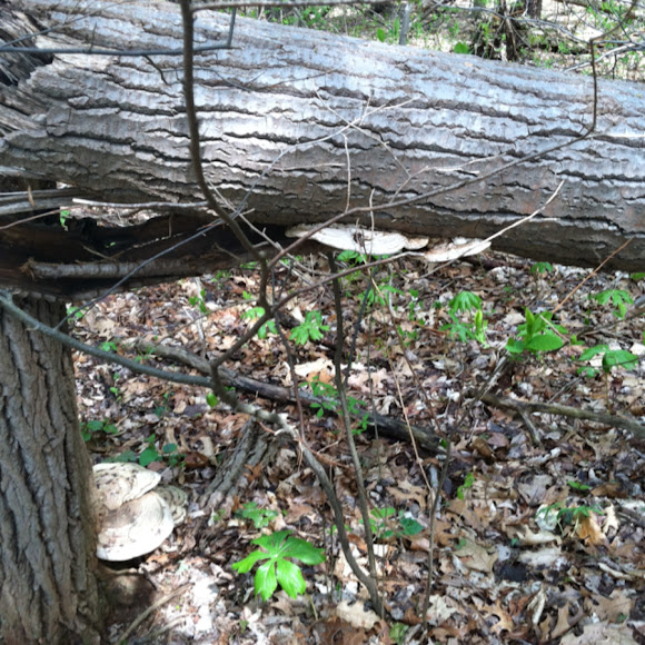 Spotting Image 1