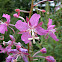 Fireweed