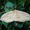 Unknown Moth