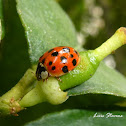 Multicolored Asian lady beetle