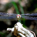Great Blue Skimmer