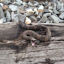 Western cottonmouth