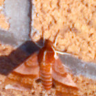 Azalea Sphinx