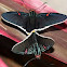 Guava Skipper