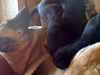 Hermosos Cachorros De Ovejeros De Manto Negro