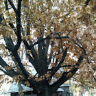 Roble americano / Haritz amerikarra