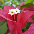 બોગનવેલ Purple bougainvillea