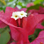 બોગનવેલ Purple bougainvillea