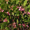 Manzanita