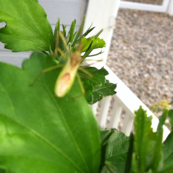 Spotting Image 1