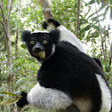 Indri