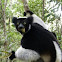 Indri