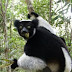 Indri (Indri indri)