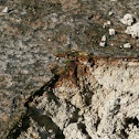 Archaea and bacteria mats