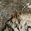 Archaea and bacteria mats