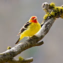 Western Tanager