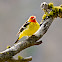 Western Tanager