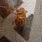 Cicada shell