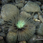 Tube Anemone