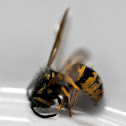 Prairie Yellowjacket