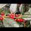 Holly Bush