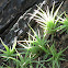 Young air plants