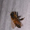 Honey Bee