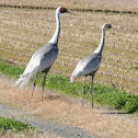 Hooded Crane