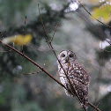 Barred Owl