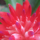 Billbergia Pyramidalis