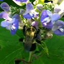 Eastern Carpenter Bee