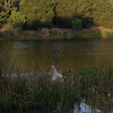 Great egret