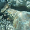 Green Sea Turtle