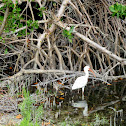 White Ibis