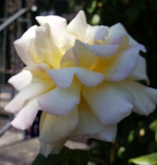 [PICT2264_edited-1[2].jpg]