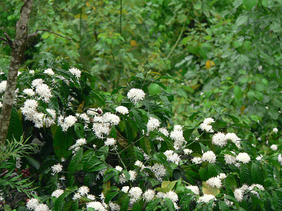 Coorg Mar 2008