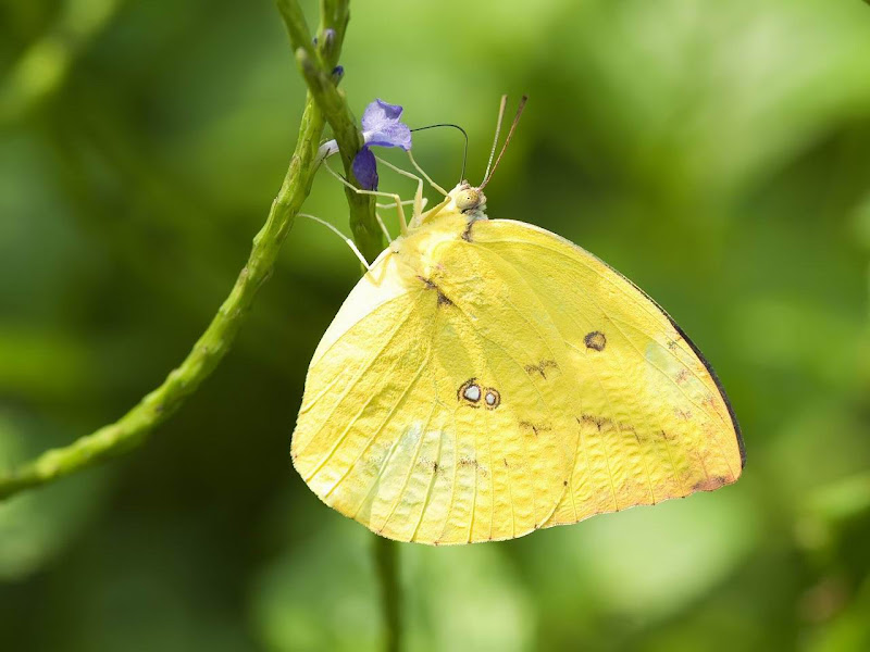 Beautiful Butterflies, Butterfly,Beautiful Butterfly