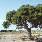 Pino carrasco