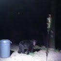 Black Bear
