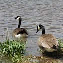 Canadian Geese
